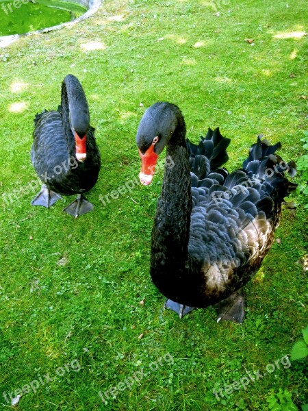 Mourning Swan Black Swan Swan Bird Feather