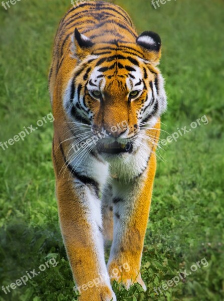 Tiger Zoo Wildlife Carnivore Free Photos