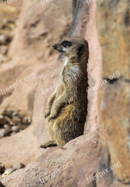 Meerkat Zoo Mammal Wildlife Cute