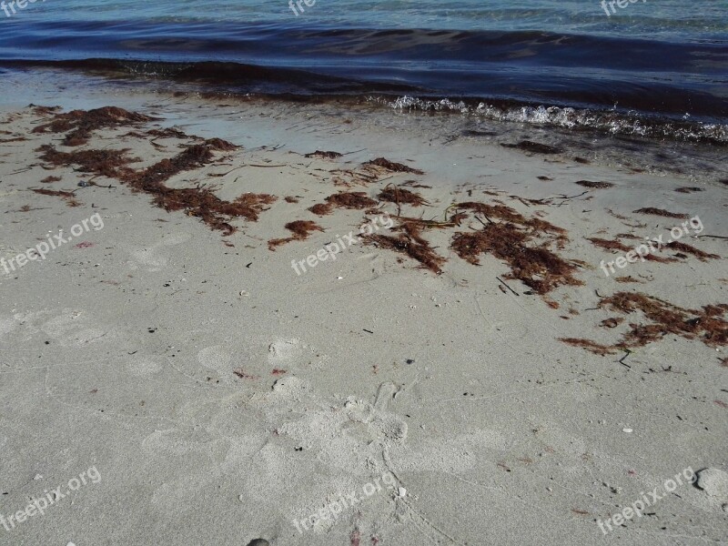 Beach Sea Seaweed Vacations Beach Sea