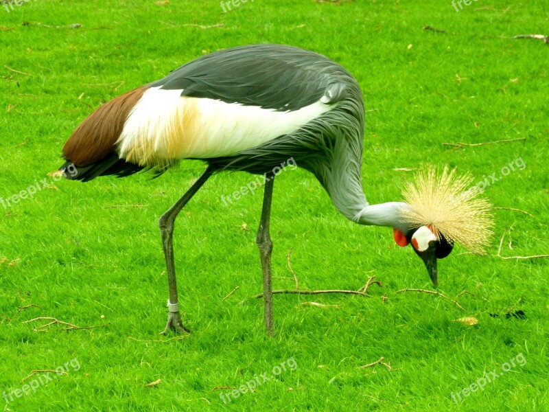 Grey Crowned Crane Crane Bird Spring Crown Grey Neck Grey Crowned Crane