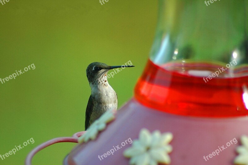 Hummingbird Avian Bird Tiny Small