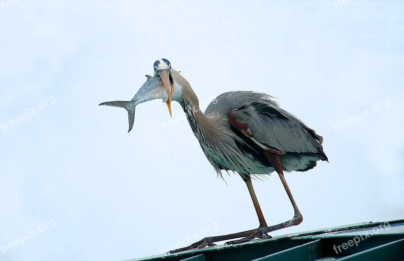 Great Blue Heron Bird Avian Wildlife Waterbird