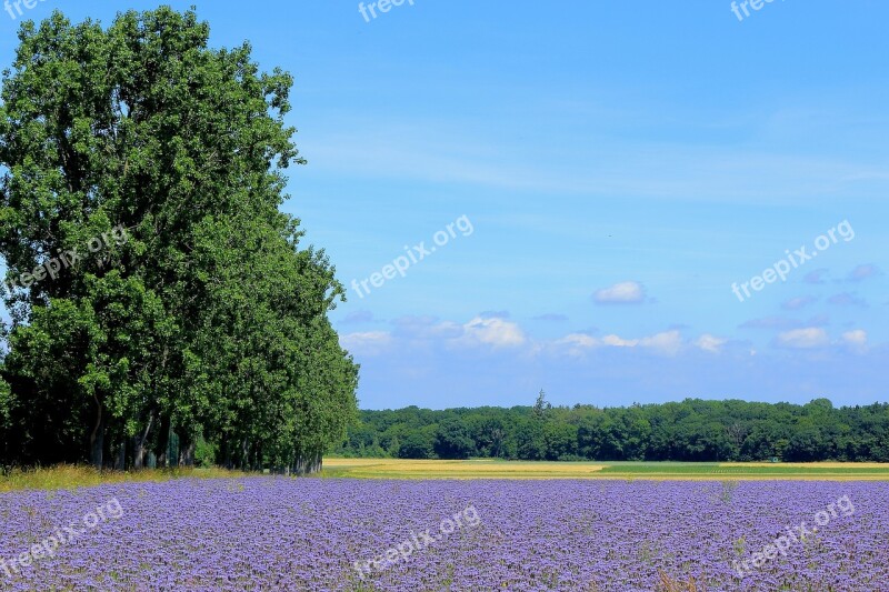 Tree Sky Landscape Flower Meadow Free Photos