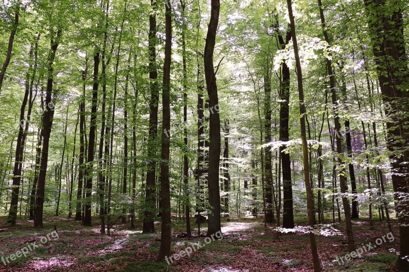 Forest Beech Wood Trees Nature Book