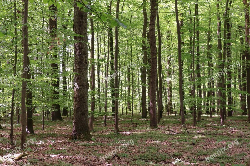 Forest Deciduous Forest Nature Tree Beech