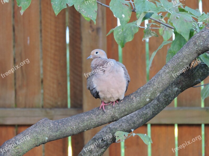 Mourning Dove Doves Birds Avian Birdwatching