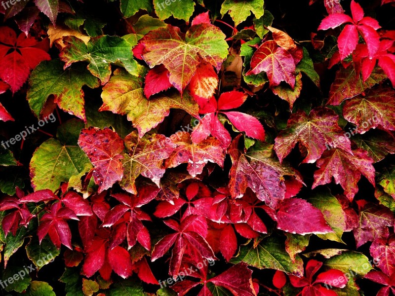 Autumn Leaves Leaves Plant Tree Leaves Garden