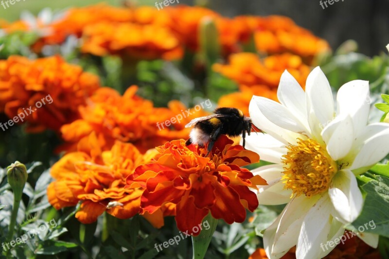 Bumblebee Beautiful Flowers Summer Bright Colors Naskomoe