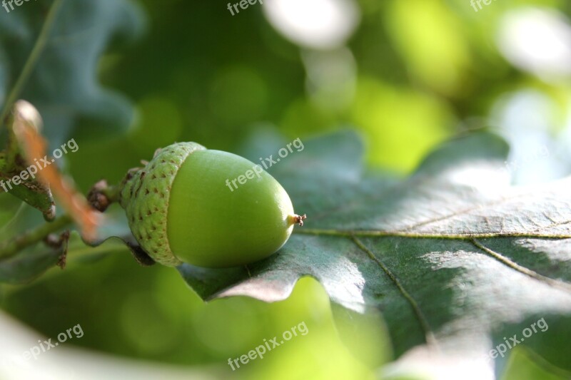 Acorn Oak Oak Leaf Sheet Summer