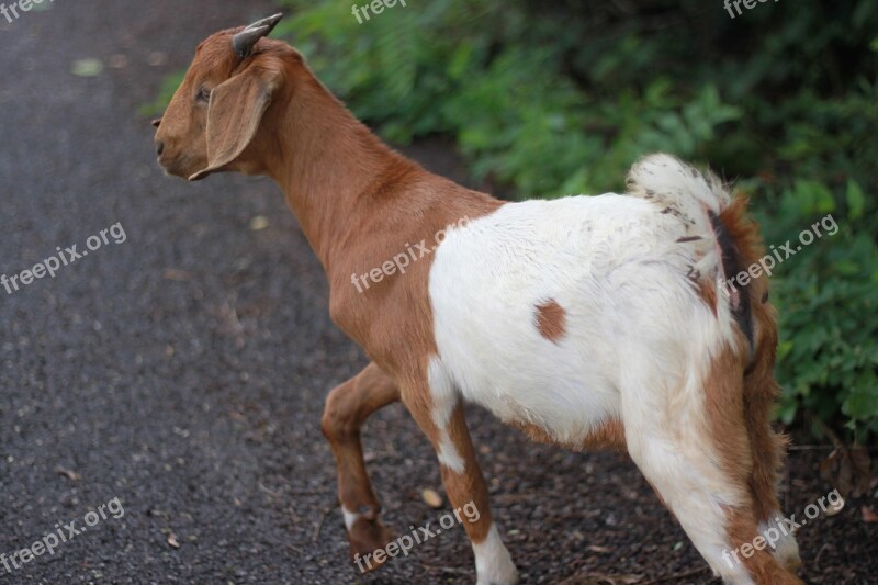 Goat Livestock Flirt Free Photos