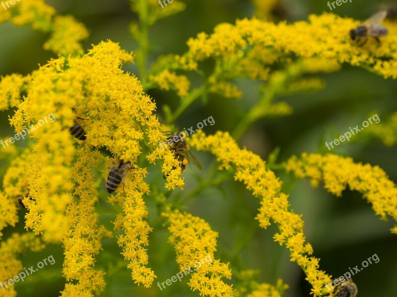 Bees Honey Honey Bee Forage Flower