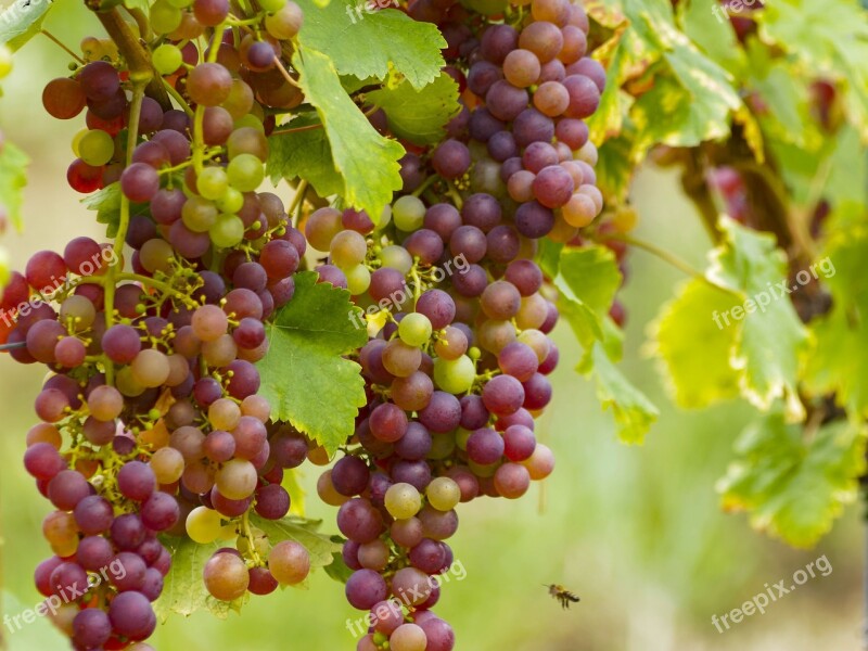 Vineyards Grapes Fruit Wines Vines