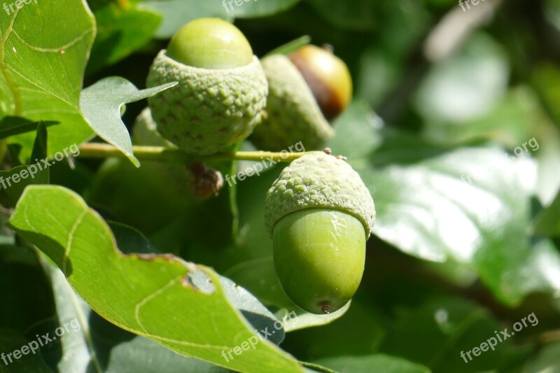 Close Up Acorn Fruit Green Forest