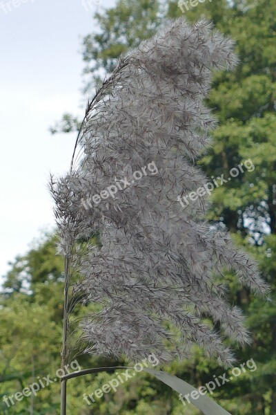 Macro Reed Blossom Bloom Seeds