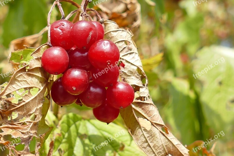 Viburnum Opulus Macro Wild Plant Berries Nature