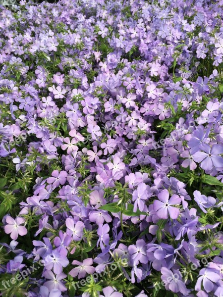 Flower Purple Purple Flowers Bloom Summer