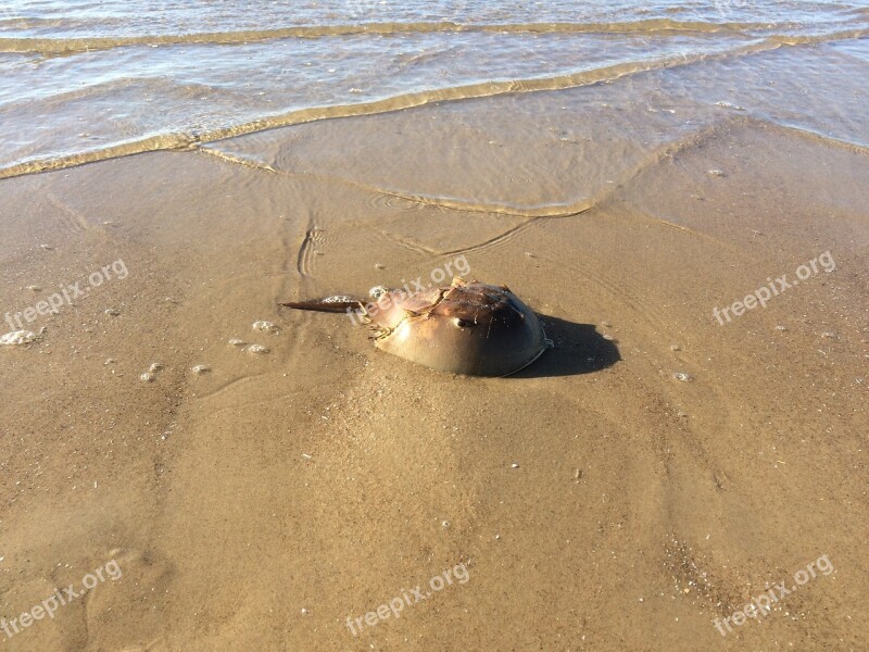 Ocean Beach Crab Summer Sea