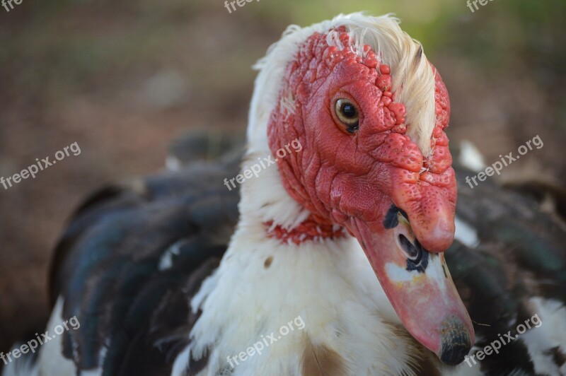 Muscovy Duck Bird Animal Wildlife