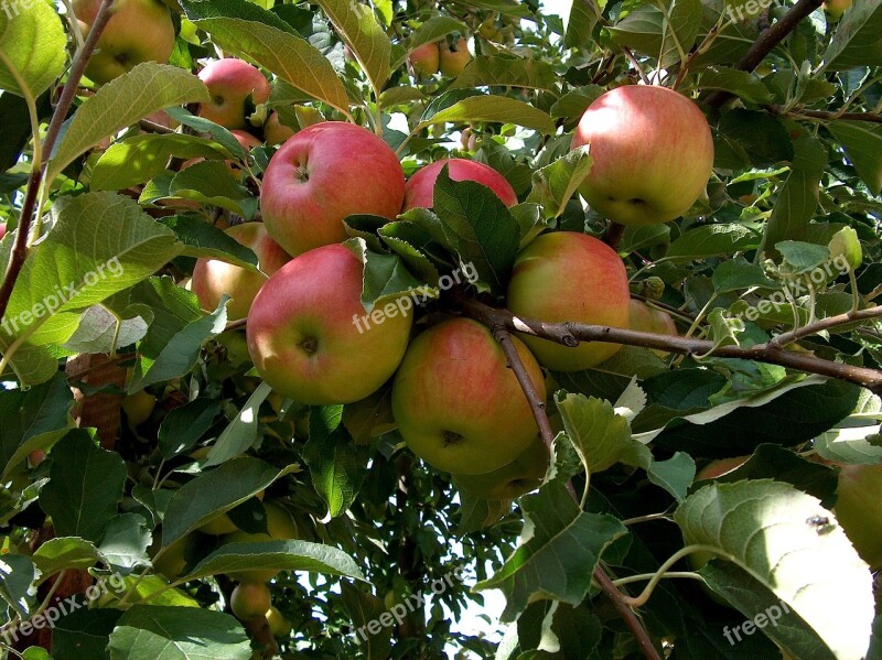 Nature Plant Fruit Tree Apple Red