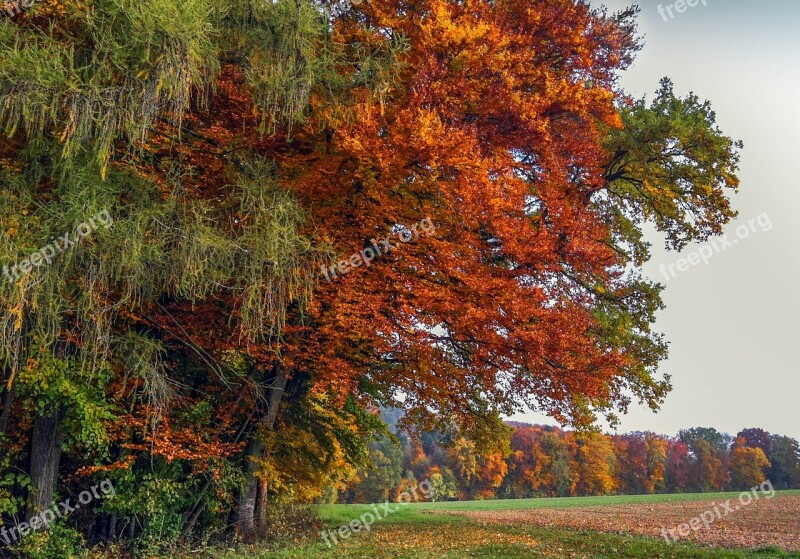 Fall Trees Colors Fall Autumn Landscape Warm Colors