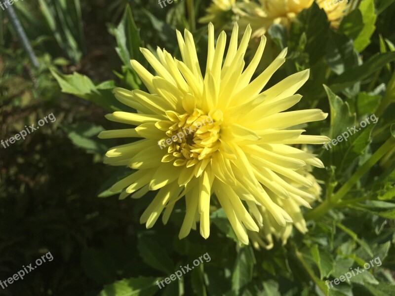 Dahlia Cactus Form Ferncliff Sunburst Yellow Free Photos