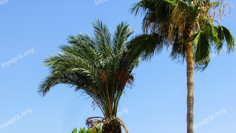 Palm Tree Palm Tree Tropical Summer