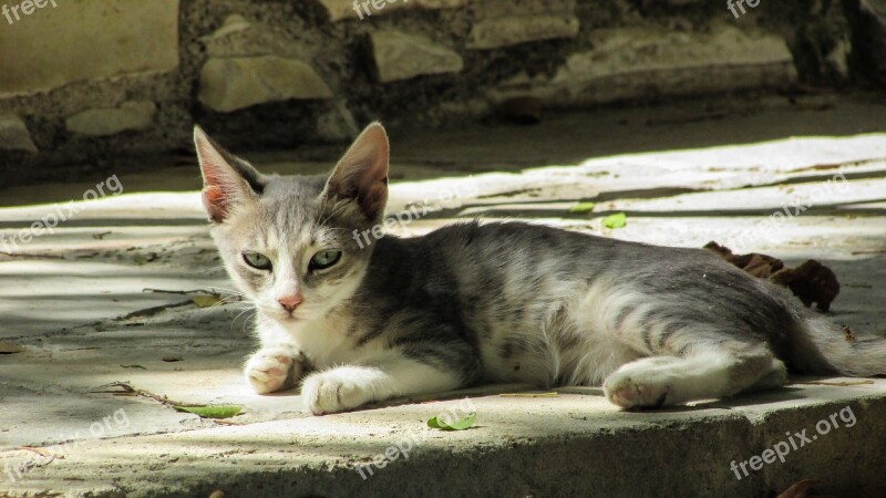 Cat Young Animal Cute Kitten