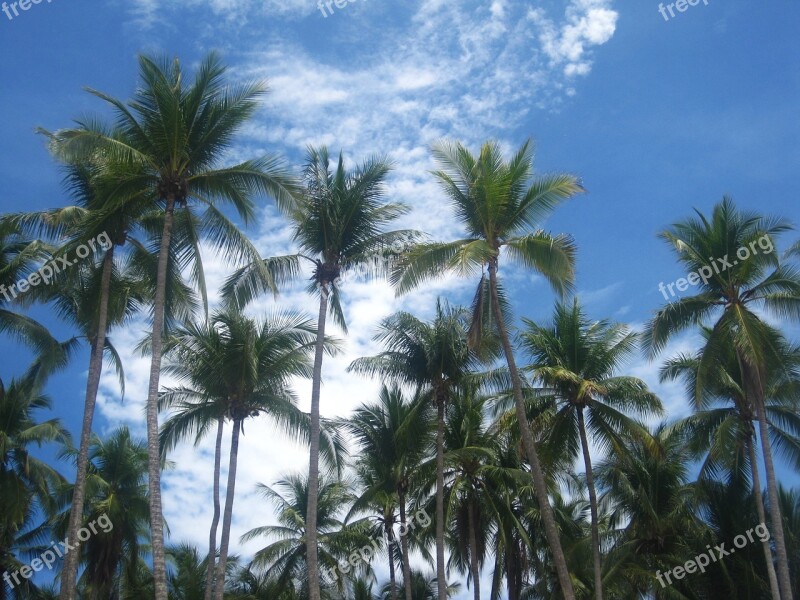 Coconut Trees Costa Rica Frond Coconut Exotic