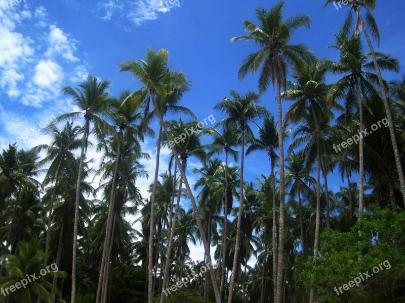 Coconut Trees Costa Rica Frond Coconut Exotic