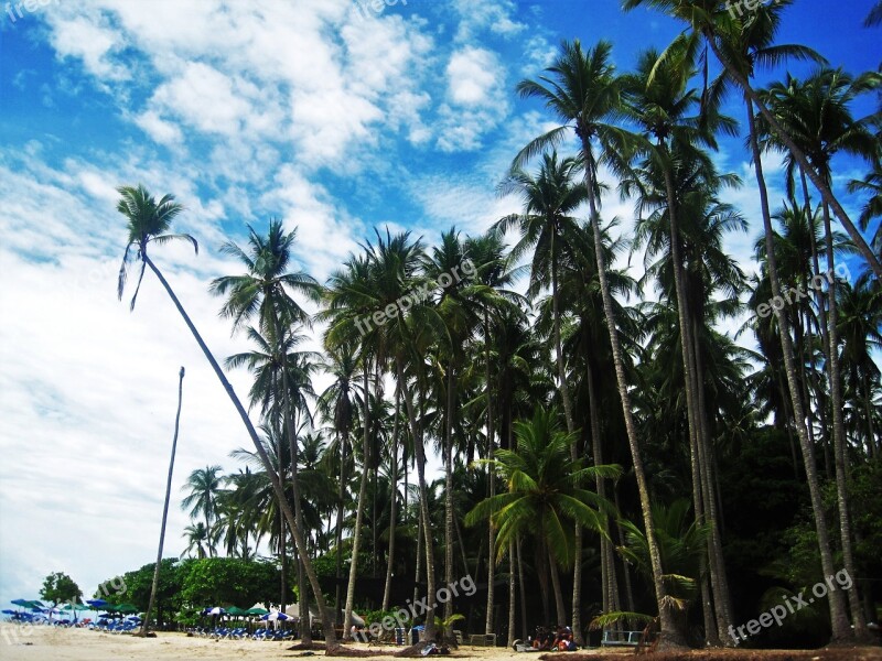 Costa Rica Pacific Beach High Palm Trees Exotic Tropical