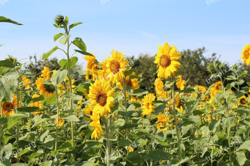 Birthday Bouquet Sunflower Sunflower Field Bright Flowers