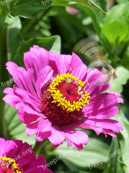 Macroglossum Stellatarum Sphinx Hummingbird Bufaforats Butterfly Libar