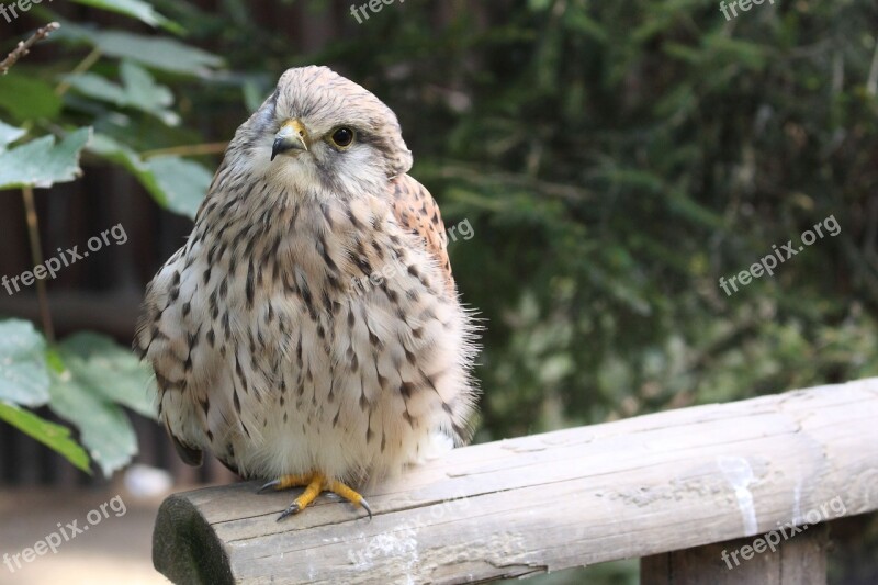 Young Kestrel Bird Raptor Plumage Falcon