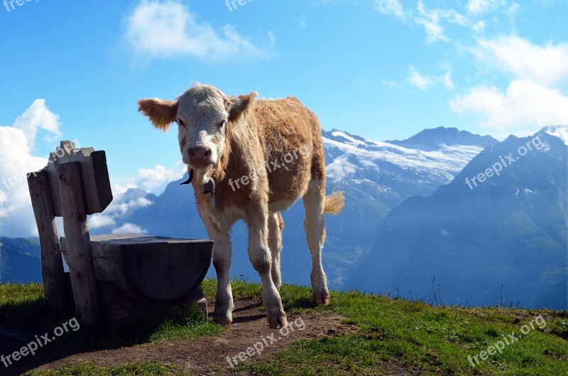 Calf Bank Alpine Switzerland Hiking