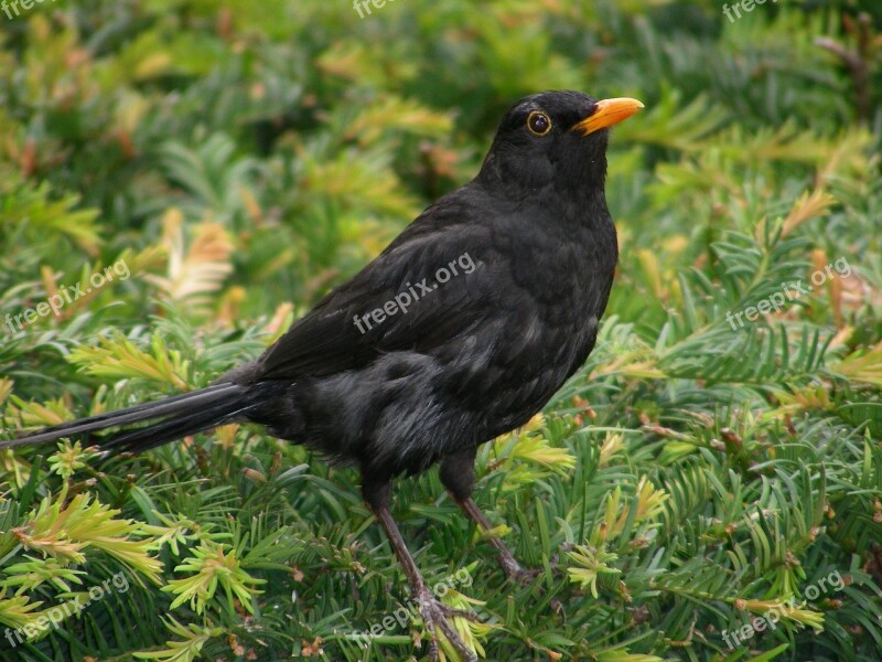 Blackbird Bird Animal Songbird Blackbird Male