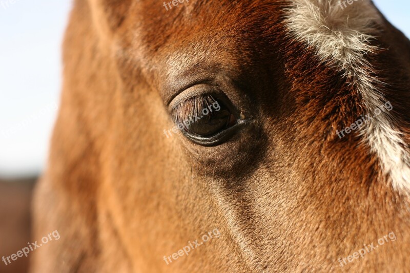 Horse Chestnut Head Eye Equestrian