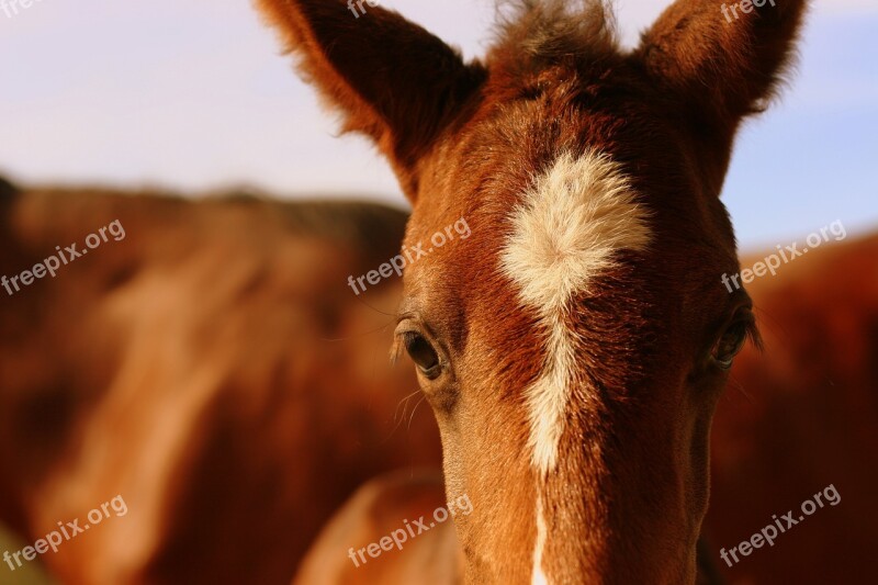 Foal Chestnut Horse Equestrian Equine