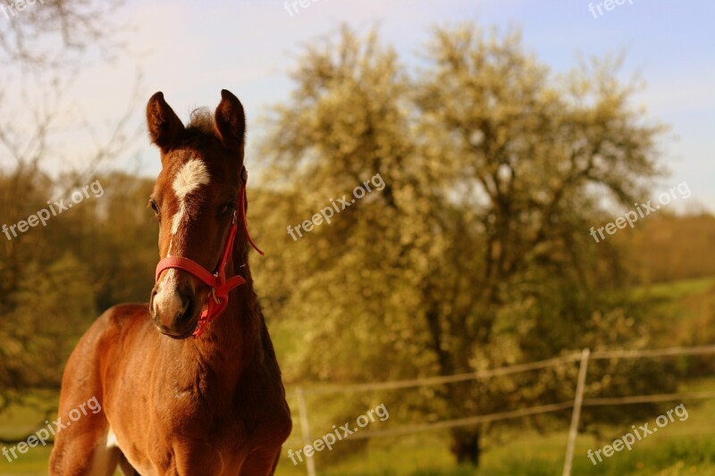 Foal Chestnut Horse Equestrian Equine