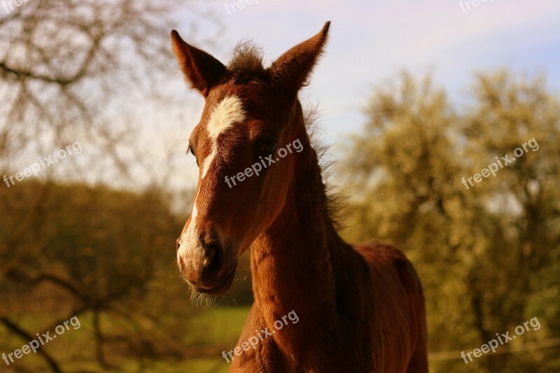 Foal Chestnut Horse Equestrian Equine