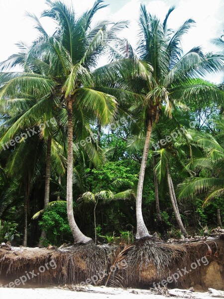 Costa Rica Root Coconut Trees Exotic Tropical