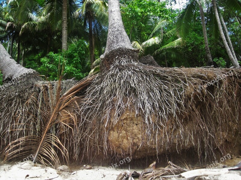 Root Coconut Trees Exotic Tropical Botany