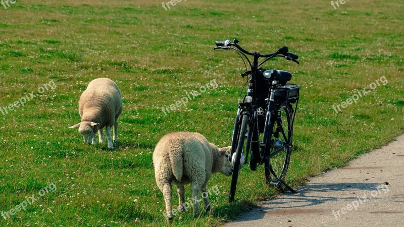 Sheep Bike Curiosity Bicycle Grass