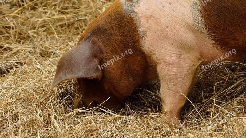 Pig Piglet Hay Agriculture Farm