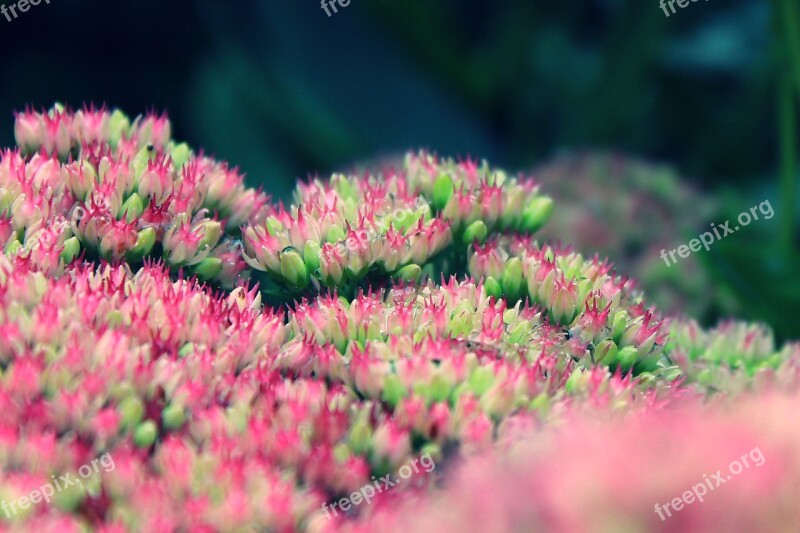 Flowers Flower Nature Plant Close Up