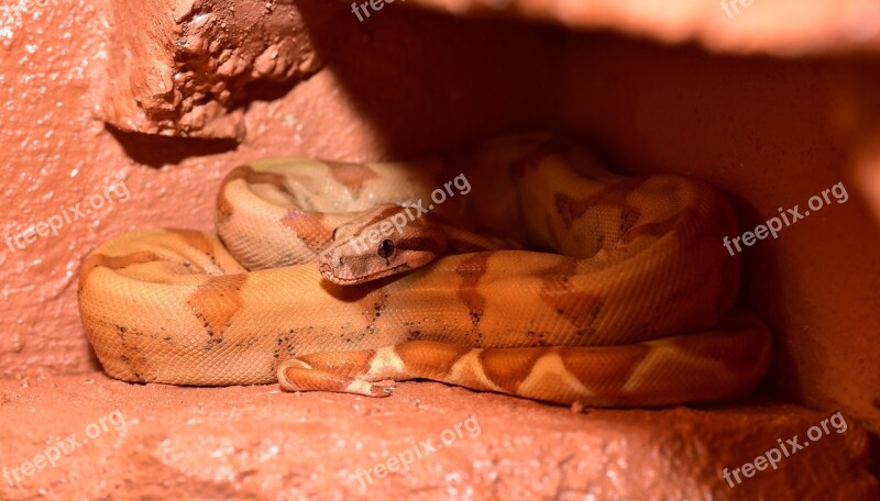 Snake Boa Boa Constrictor Imperator Constrictor Reptile