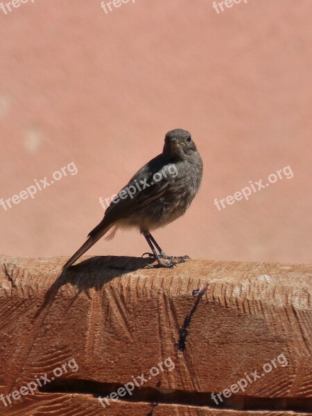 Phoenicurus Ochruros Black Redstart Smoked Bird Free Photos