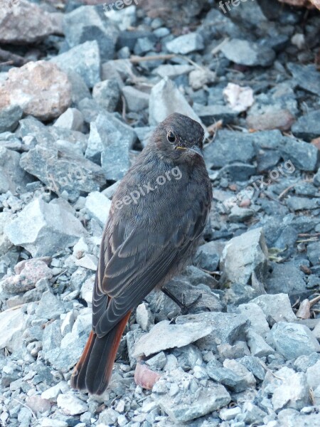 Phoenicurus Ochruros Black Redstart Smoked Bird Free Photos