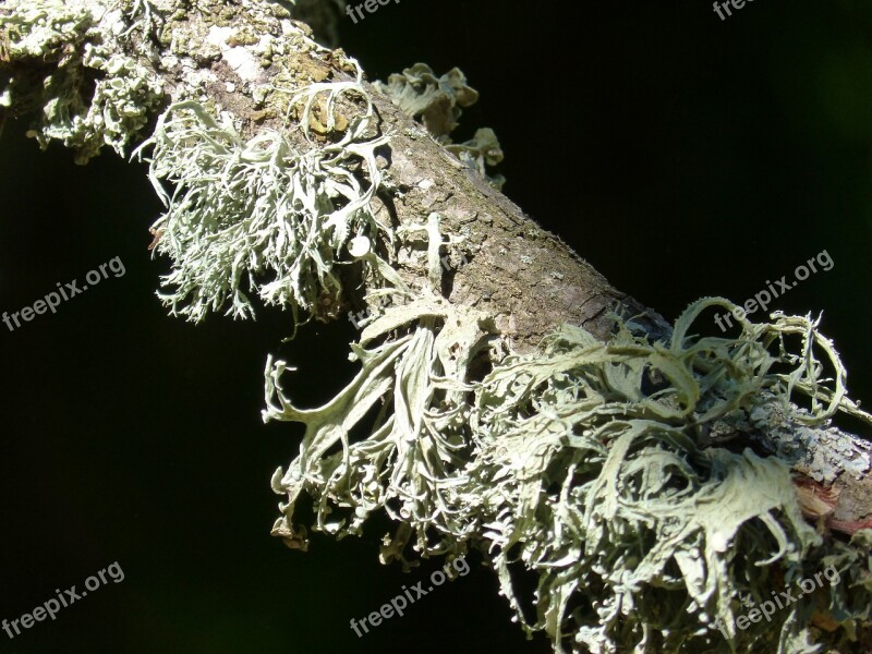 Branch Lichen Forest Moss Lichens