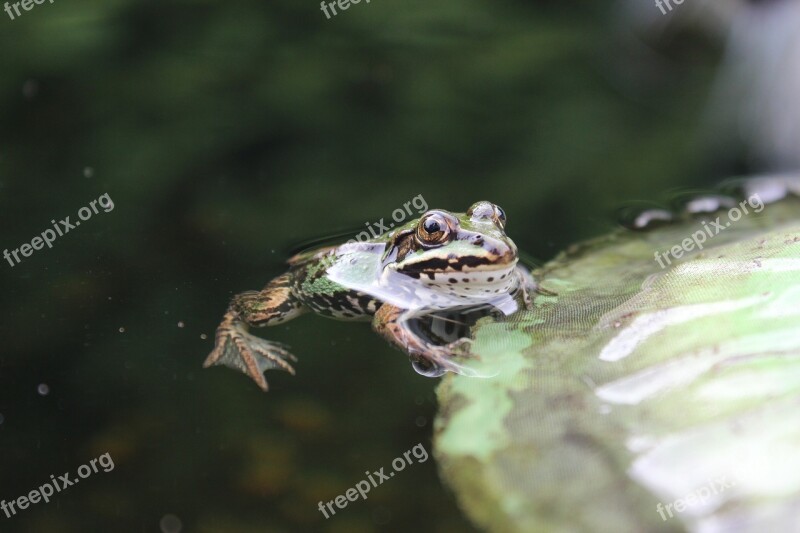 Frog Pond Frog Water Frog Amphibian Animal